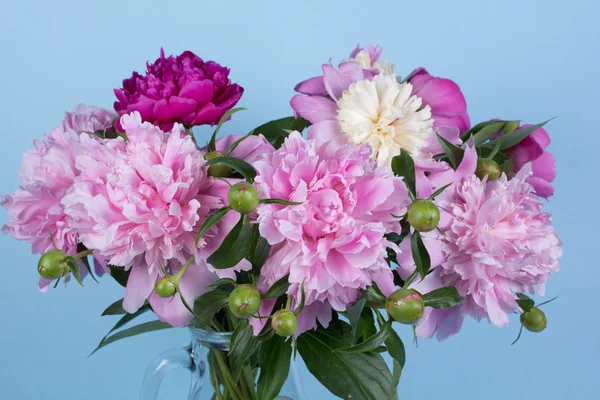 Bouquet di peonie — Foto Stock