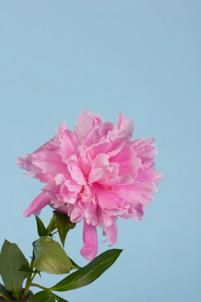 Peonía rosa — Foto de Stock