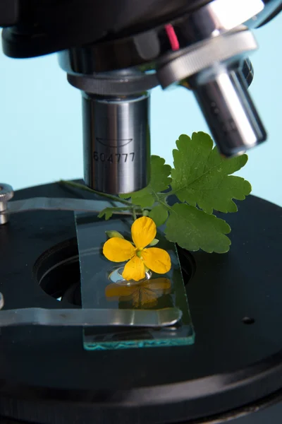 Microscope — Stock Photo, Image