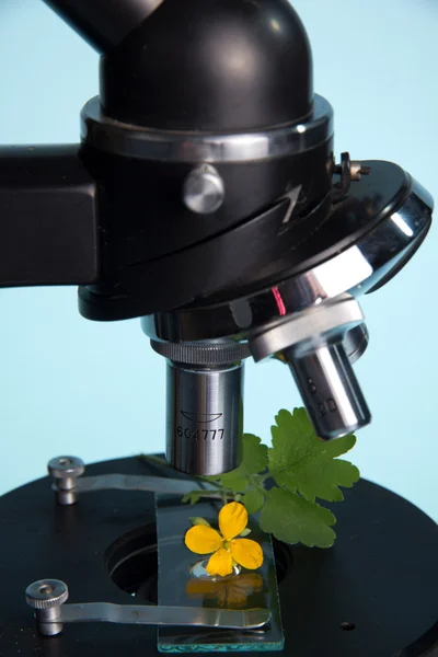 Estudo de plantas com um microscópio — Fotografia de Stock