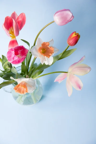 Beautiful spring flowers — Stock Photo, Image