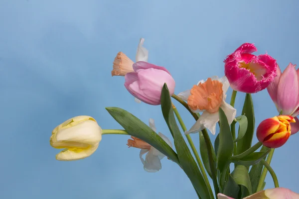 Lindas flores de primavera — Fotografia de Stock