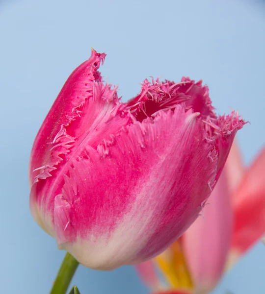 Vacker vår tulip — Stockfoto