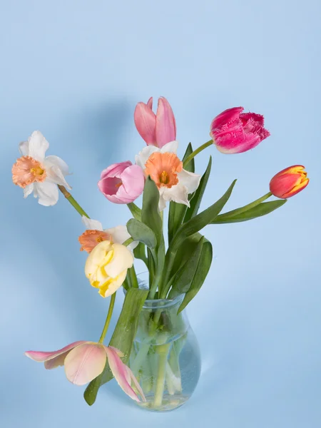 Beautiful spring flowers — Stock Photo, Image