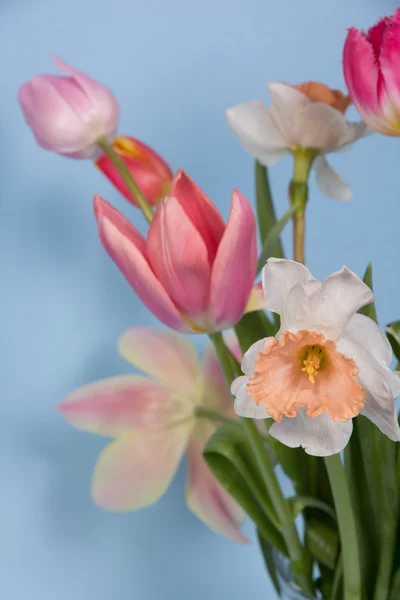 Hermosas flores de primavera — Foto de Stock