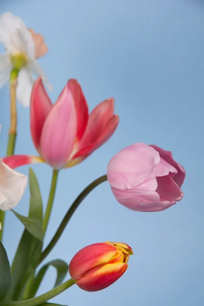Mooie lentebloemen — Stockfoto