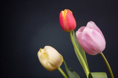 Güzel bahar çiçekleri