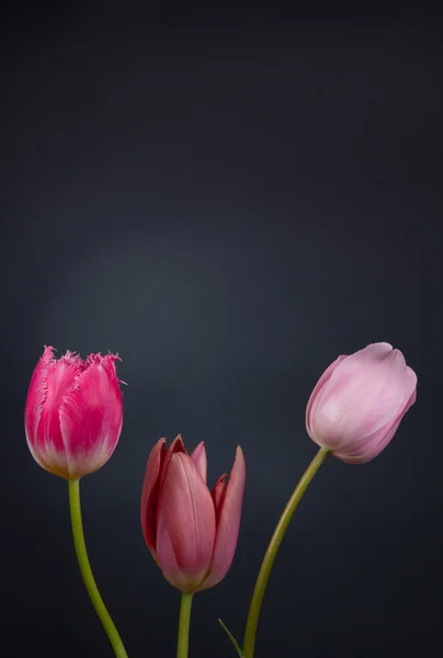 Belles fleurs printanières — Photo