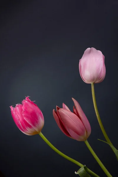 Belles fleurs printanières — Photo