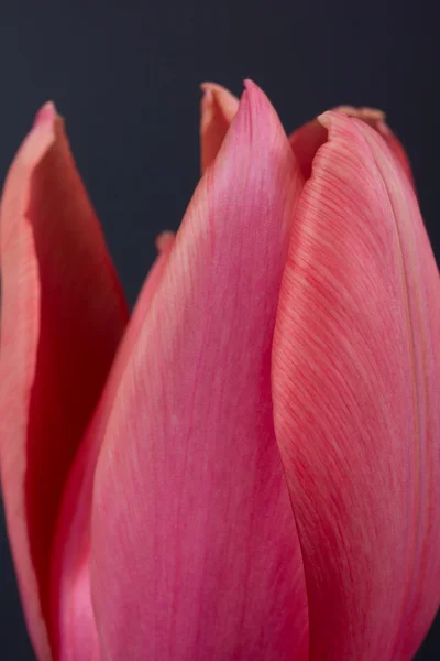Prachtige tulp — Stockfoto