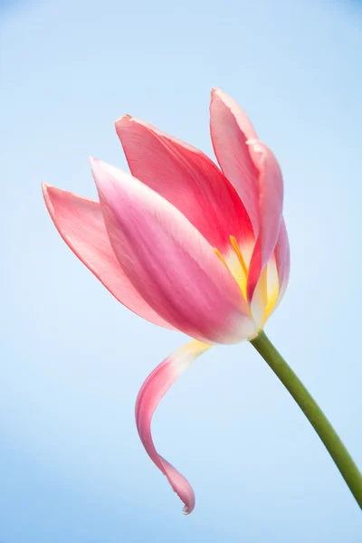 Bel tulipano — Foto Stock