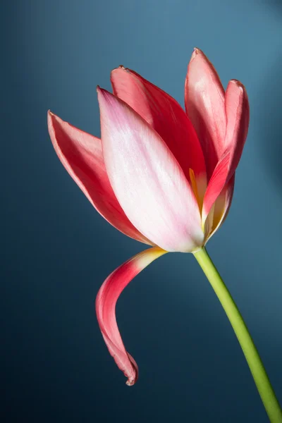 Bel tulipano — Foto Stock