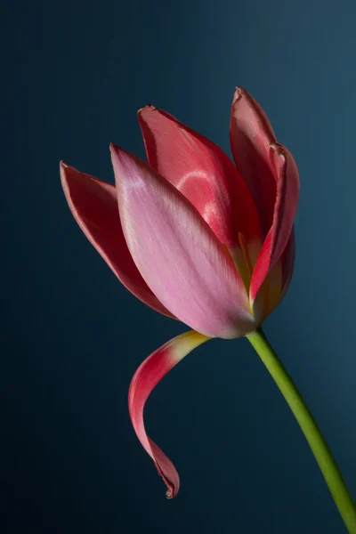 美丽的郁金香 — 图库照片