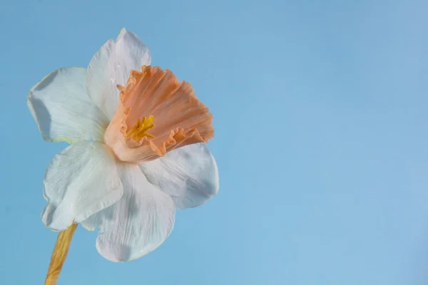 Färska narcissus — Stockfoto