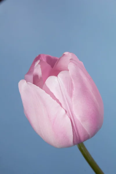 Tulipan wiosna piękne — Zdjęcie stockowe