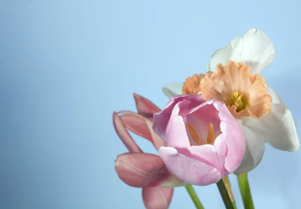 Mooie lentebloemen — Stockfoto