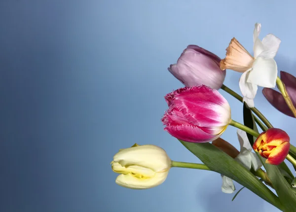 Lindas flores de primavera — Fotografia de Stock