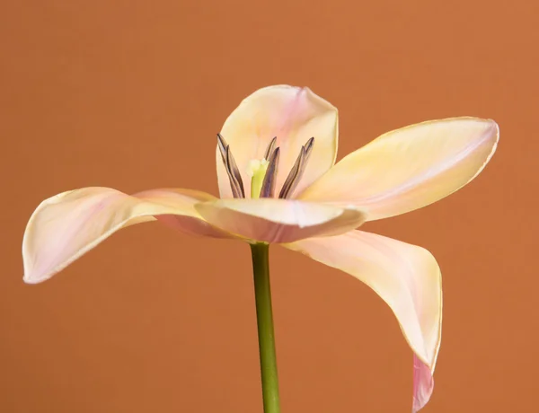 Prachtige tulp — Stockfoto