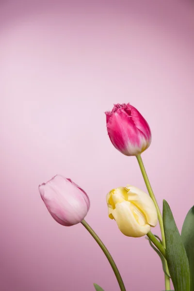 Beautiful tulips — Stock Photo, Image