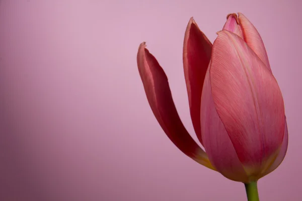 Beautiful tulip — Stock Photo, Image