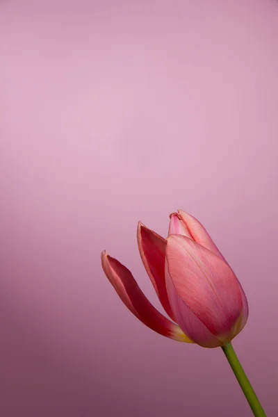 Beautiful tulip — Stock Photo, Image