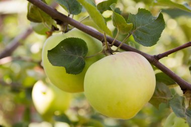 Bir daldaki elmalar