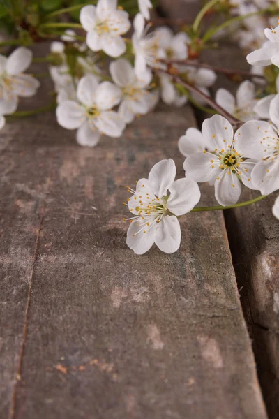 Flores de cereza blanca — Foto de Stock