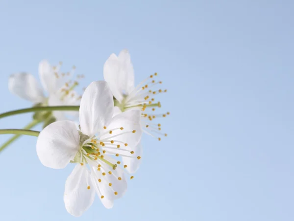 White cherry flowers — Stock Photo, Image