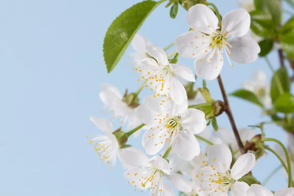 Flores de cereza blanca — Foto de Stock