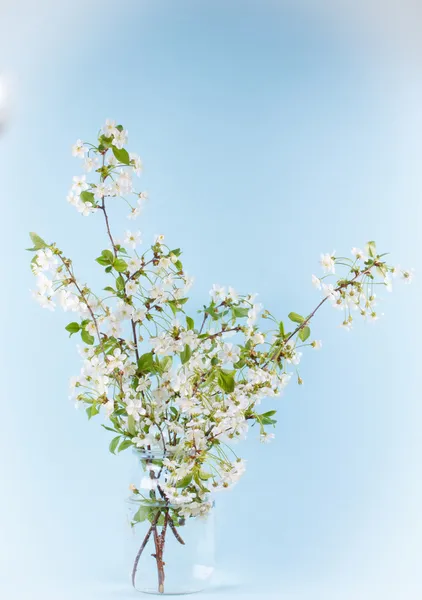 Bouquet of blooming cherry branches — Stock Photo, Image