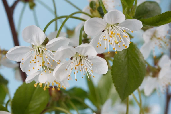 Flores de cereza blanca — Foto de Stock