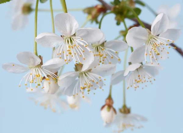 White cherry flowers — Stock Photo, Image