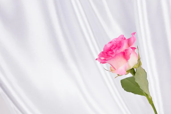 Färsk Rosa Ros — Stockfoto