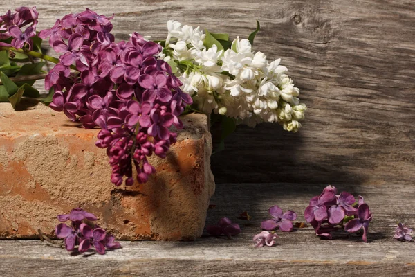 Beautiful  lilac — Stock Photo, Image