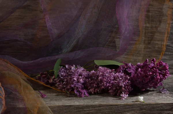 Beau bouquet de lilas — Photo