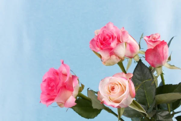 Свежие розовые розы — стоковое фото
