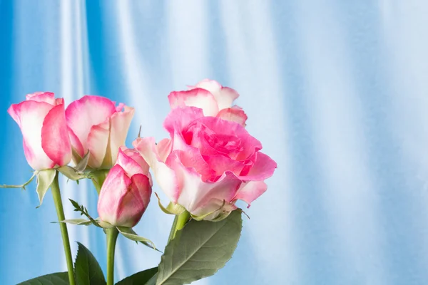Trandafiri roz proaspeți — Fotografie, imagine de stoc