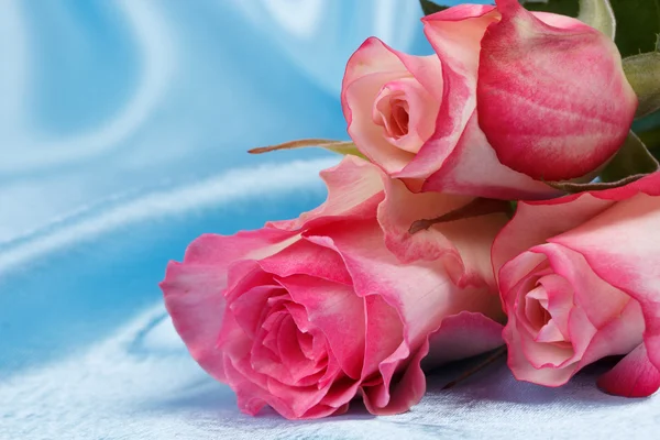 Rosas rosa frescas — Fotografia de Stock