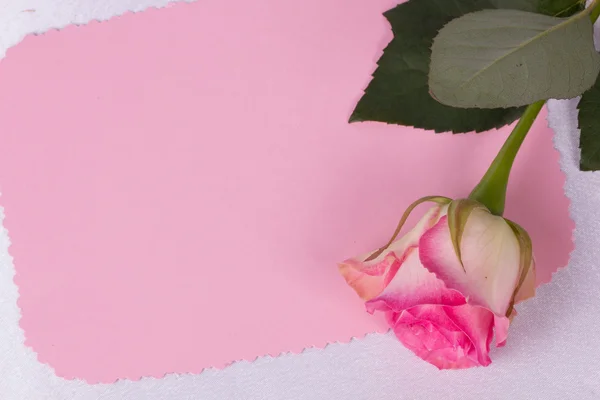 Gyönyörű rózsa Stock Kép