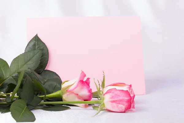 Hermosa rosa y tarjeta para su texto —  Fotos de Stock