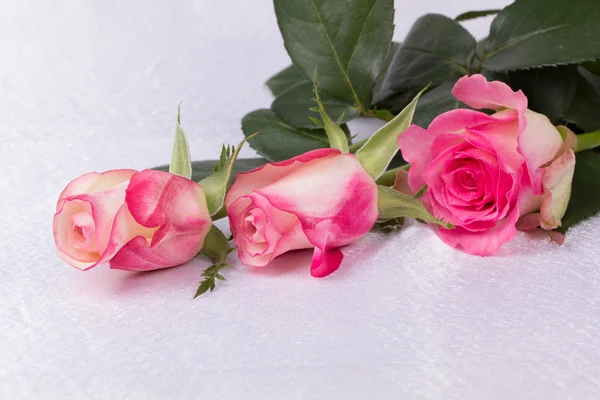 Schöne Rose — Stockfoto