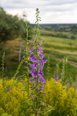 Yaz aylarında bulutlu gün