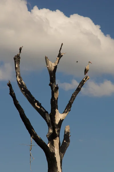 Cigüeña sentada sobre un árbol quemado — Foto de Stock