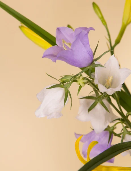 Fresh delicate flowers — Stock Photo, Image
