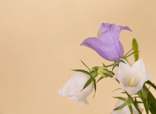 Flores frescas e delicadas — Fotografia de Stock