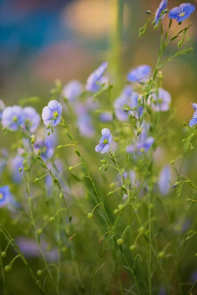 Blue Flax Flowers Summer Day Blurred Background — Stock fotografie