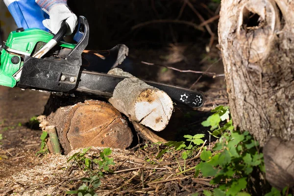 Petrol Saw Cuts Dry Log Firewood — Fotografia de Stock