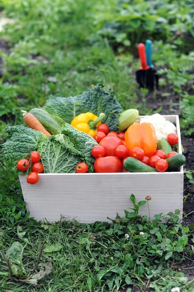 Produtos hortícolas — Fotografia de Stock