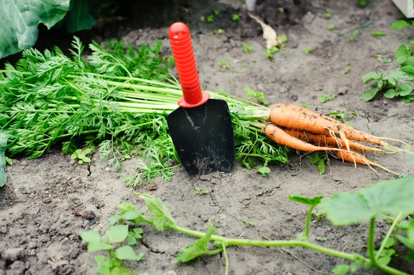 Orange morötter — Stockfoto