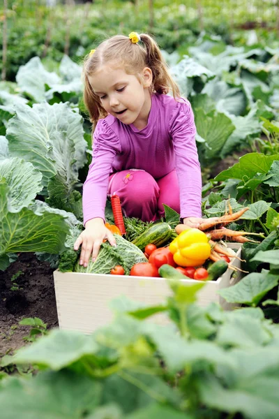 Küçük Yardımcısı